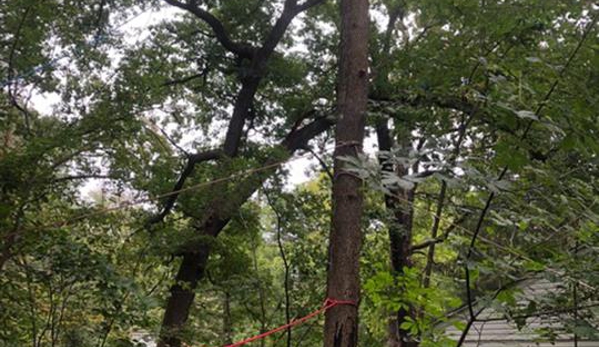 Arnold's Tree Service, Inc. - Beecher, IL