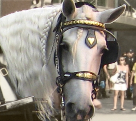 Downtown Denver Carriage Rides - Denver, CO