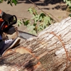McCabe's Tree Experts gallery
