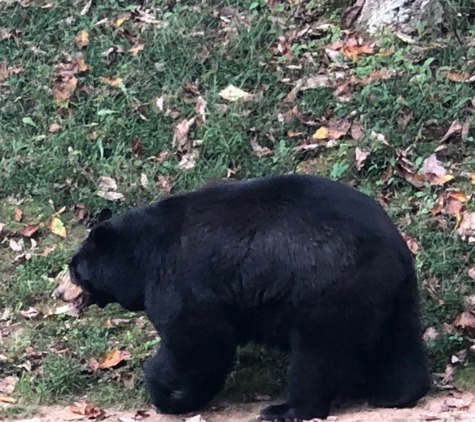 Wnc Nature Ctr - Asheville, NC