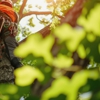 Melo's Tree Service gallery