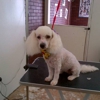 Doggy Wash Pet Grooming gallery