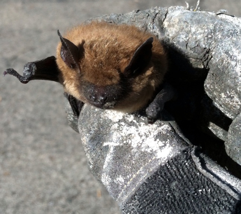 Bat And Wildlife Solutions, LLC - Fenton, MI