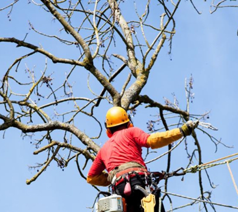 Kansas City Tree Trimming & Removal Service - Kansas City, MO. Tree Service Kansas City