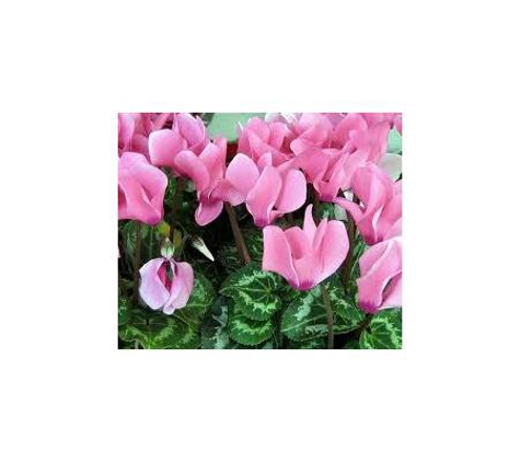 Gill's Nursery - Cheltenham, VIC