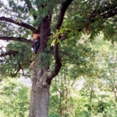Moores Tree Service - Arborists