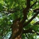 Miller's Tree Service - Arborists
