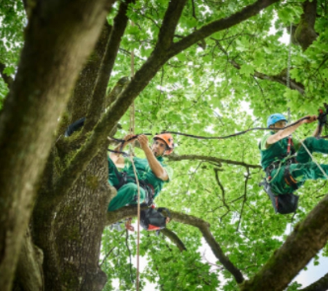 Cisneros Tree Service - Omaha, NE