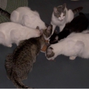 Catnip & Rawhide Pet Sitting Service - Pet Services