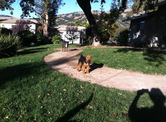 Home of the Furry - Fun & Safe Dog Boarding - Morgan Hill, CA