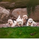 Hagan's Golden Retriever's