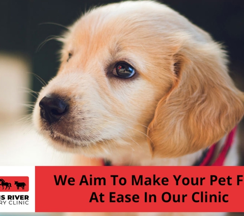 Williams River Veterinary - Clarence Town, NSW. We Aim To Make Your Pet Feel At Ease In Our Clinic