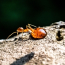 Junior's Pest Control - Pest Control Services