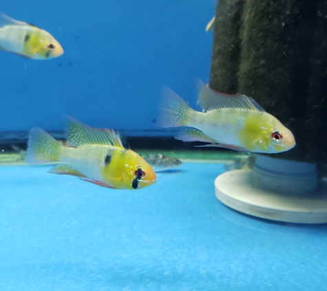 Fish Bowl Aquarium and Pet Mart - Fall River, MA