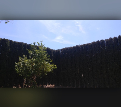 Luis Tree Service & Lawn Maintenance - Corona, CA