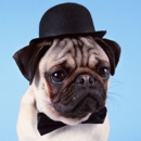 Absolutely Dapper Mobile Dog Grooming - Dog & Cat Grooming & Supplies