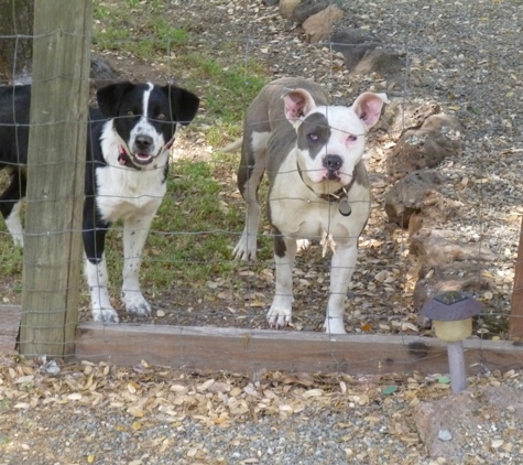 Creature Comforts Dog Boarding - Mariposa, CA