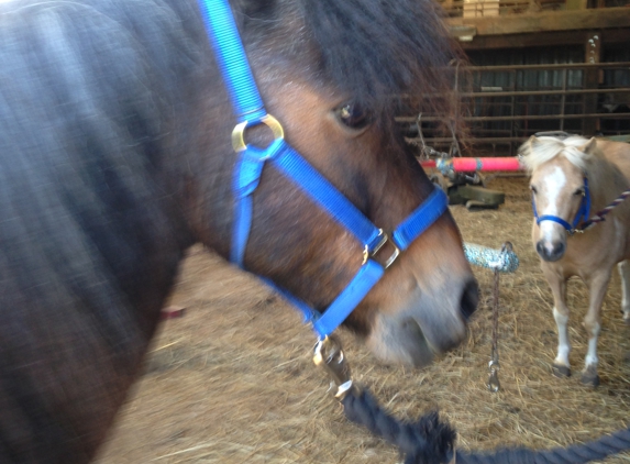 Clippity Clop Pony Rides - Berryton, KS