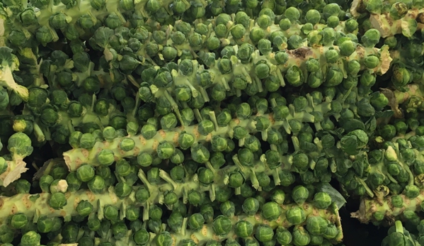 Carpinito Brothers Farm - Precut Christmas Trees - Kent, WA