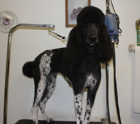 Toni's Grooming - Victorville, CA