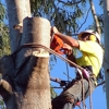 Nosak Tree Service gallery