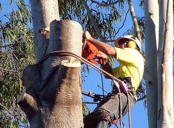 Nosak Tree Service
