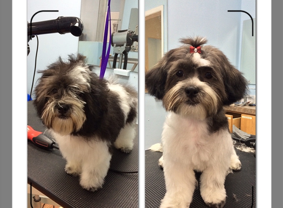 Canine Beach Grooming - Oakland Park, FL