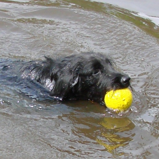 Ryan's Training Center K9 Boot Camp - Slidell, LA