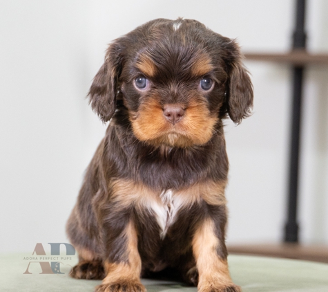 Adora Perfect Pups LLC - Millersburg, OH