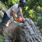 Pura Vida Tree Service