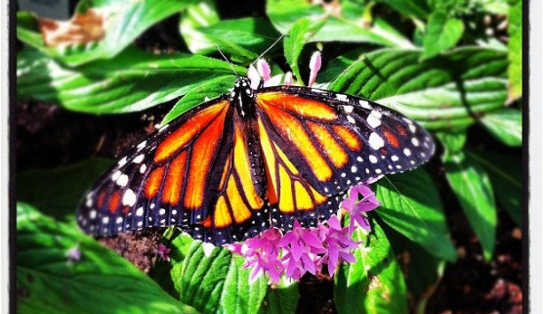 Mackinac Island Butterfly House - Mackinac Island, MI