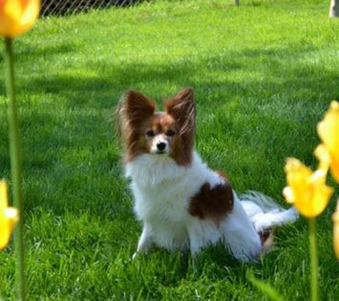 Holidays Dog Boarding - Salem, OR