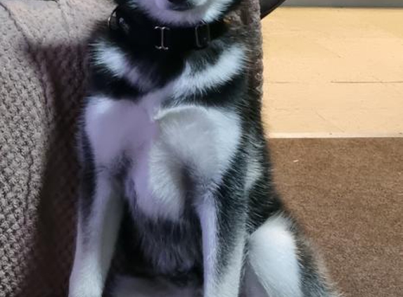 Guard Dog Training Centre Pty Ltd - Berkshire Park, NSW. Happy Boy