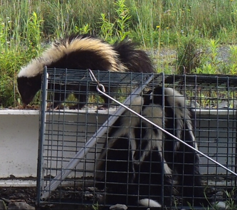 Klondike Critter Service - Arlington, TX