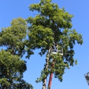 Shawn Parker's Outdoor Solutions - Tree Service