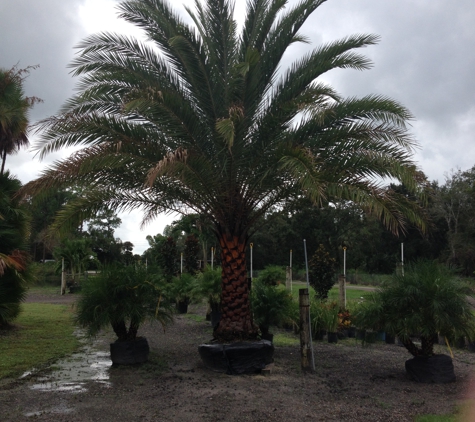 Treaure Coast Turf & Trees Inc - Vero Beach, FL