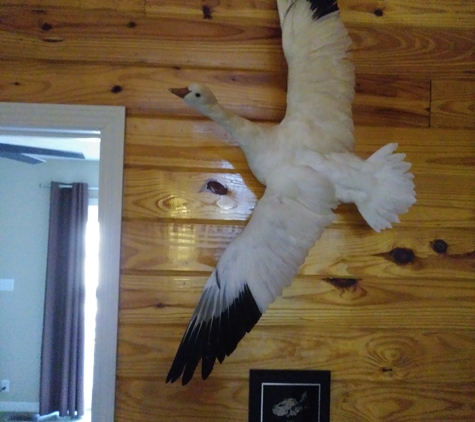 Clearwater Taxidermy - Louisville, KY