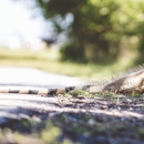 Dr Critter Wildlife Control - Pest Control Services