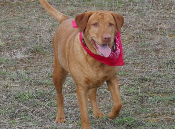 Mother Pupper Labradors - Grandville, MI