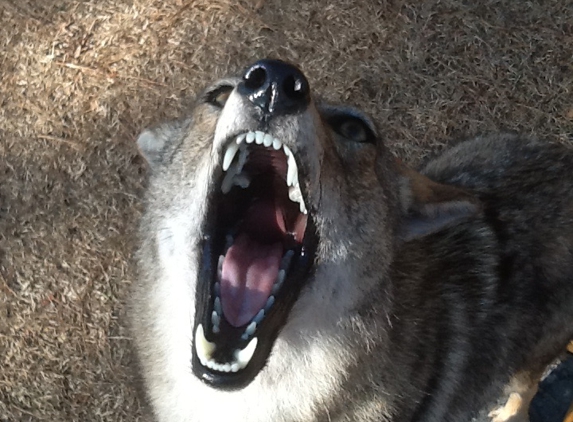 Island Taxidermy - Roper, NC