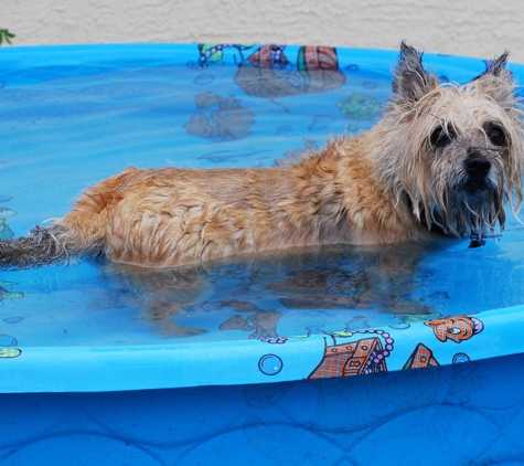 Happy Paws Ranch..dog boarding - North Fort Myers, FL