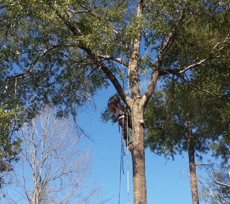 A 5 star tree service - Milton, FL