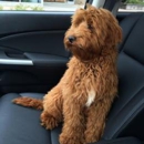 Great Day Labradoodles - Pet Breeders