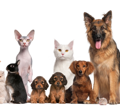 Traralgon Veterinary Centre - Traralgon, VIC. All creatures great & small.