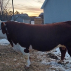 Spruce Hill Polled Herefords