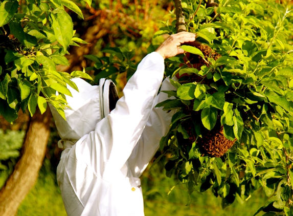 Bee Removal - Huckle Bee Farms - Ligonier, PA