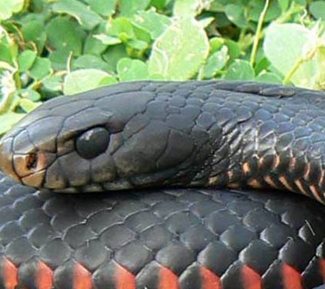 Snake Removal Services - Lawnton, QLD