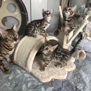 Regina Mur Bengals - Pet Breeders