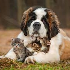 Veterinary Medical Clinic