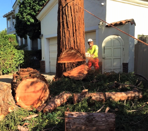 Monster Tree Service of the South Bay Inc - San Jose, CA